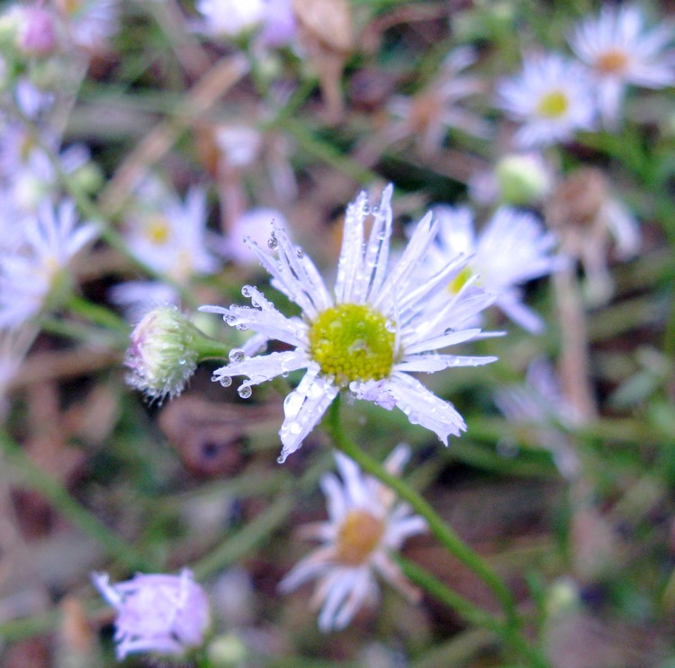Erigeron annuus?